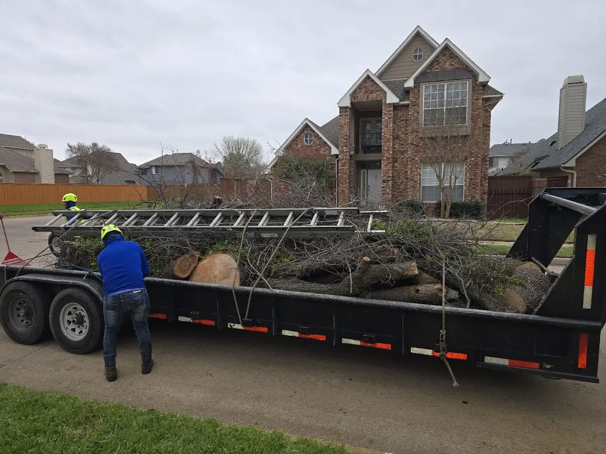 Expert Tree Removal with proper safety equipment in Prospect